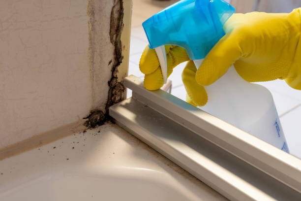 Best Commercial Mold Remediation in Lake Wildwood, CA