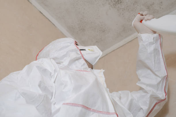 Best Kitchen Mold Remediation in Lake Wildwood, CA